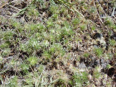 navarretia, needle-leaf